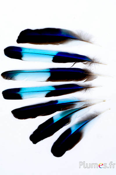 Rollier d’Inde - 12-16 cm - bleu-turquoise naturel